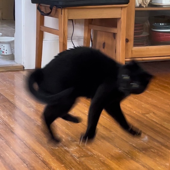 cats! - Picture 16 of 16